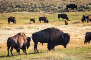 Bison rut, Lamar Valley