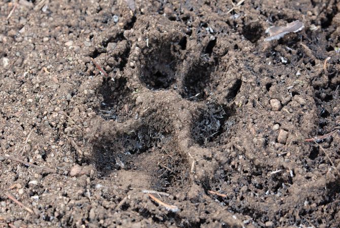 Frozen muddy wolf track | Yellowstone National Park Lodges