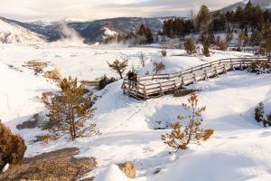 Inspecting tracks in the snow at Mammoth Hot Springs during winter