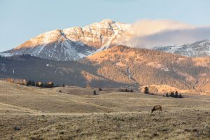 Elk grazing at sunrise near the North Entrance