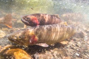 Spawning Yellowstone cutthroat trout (Oncorhynchus clarkii bouvieri) (17)