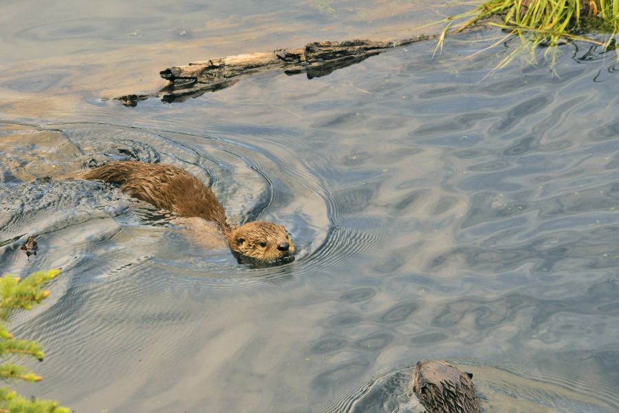 Otters 