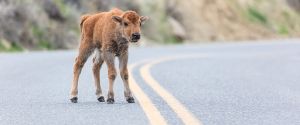 Bison calf walks in the road for the first time