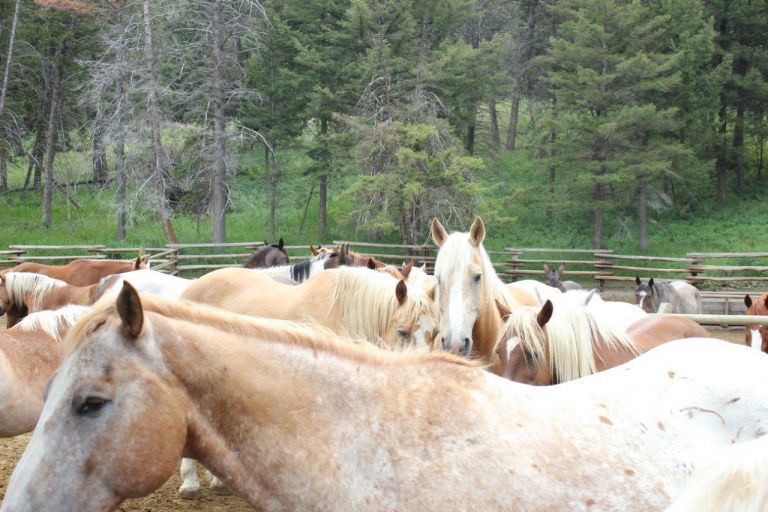 horses-of-yellowstone-tales-from-the-corral-yellowstone-national