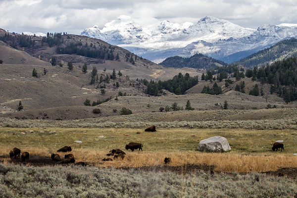 Bison-in-Little-America | Yellowstone National Park Lodges