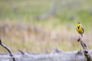 Western meadowlark singing in Lamar Valley