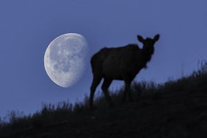 Setting moon and elk, Mammoth Hot Springs