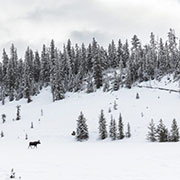 YF-Winter | Yellowstone National Park Lodges