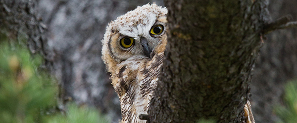 Great horned owl fledgling | Yellowstone National Park Lodges