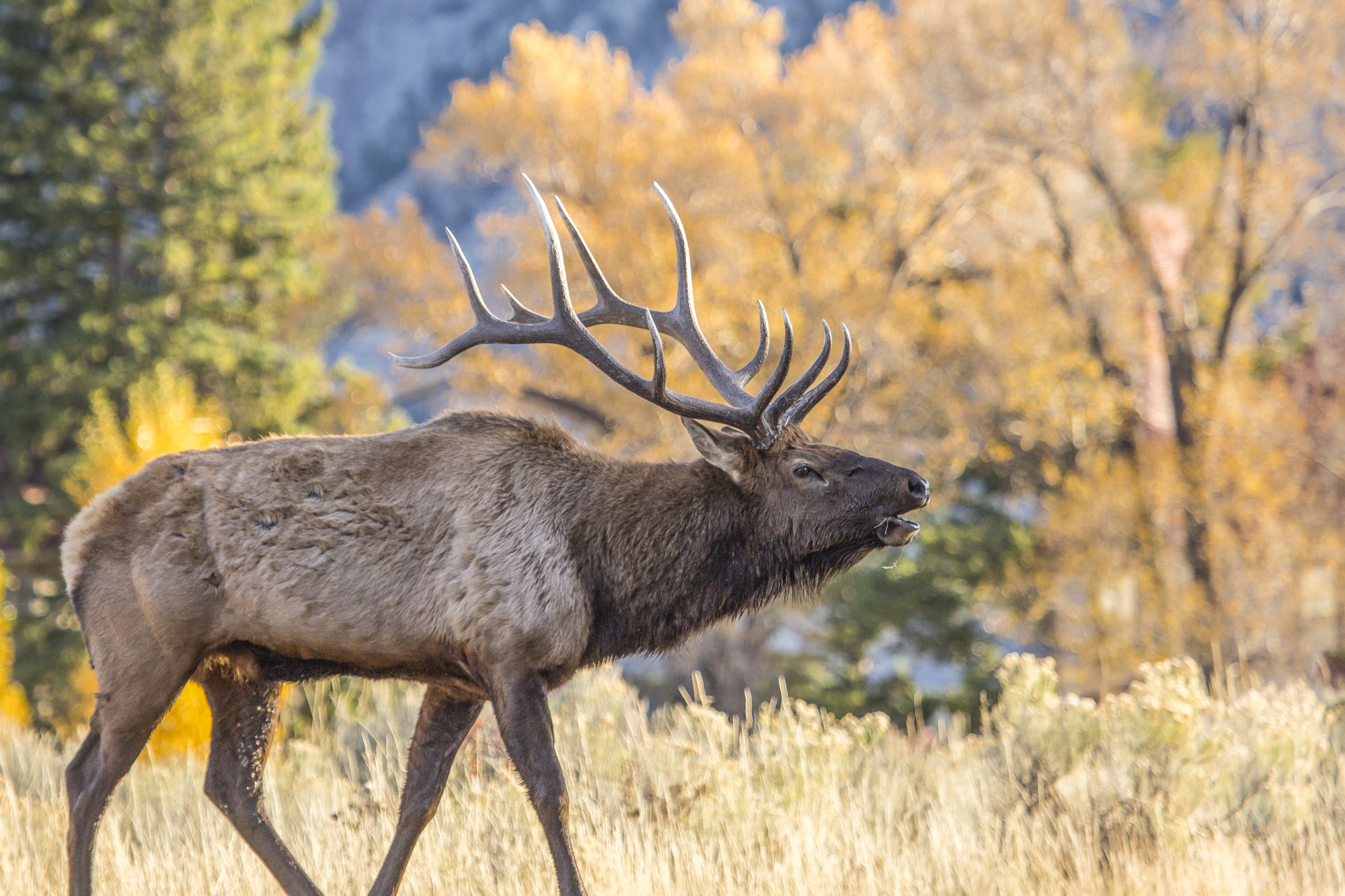 Bull elk with fall foliage in background