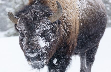 Bison with snow balls in it's fur