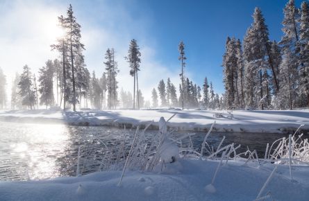 river with snowy landscape of trees in the background