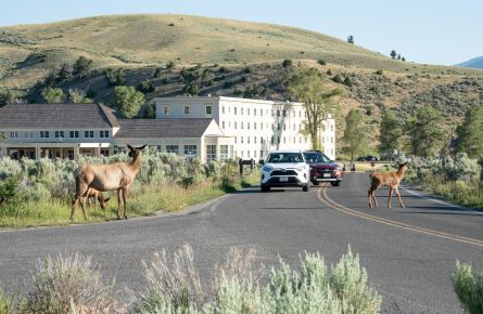 Cars with elk crossing road